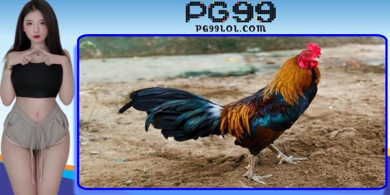Duy trì chế độ dinh dưỡng phù hợp khi nuôi gà đá