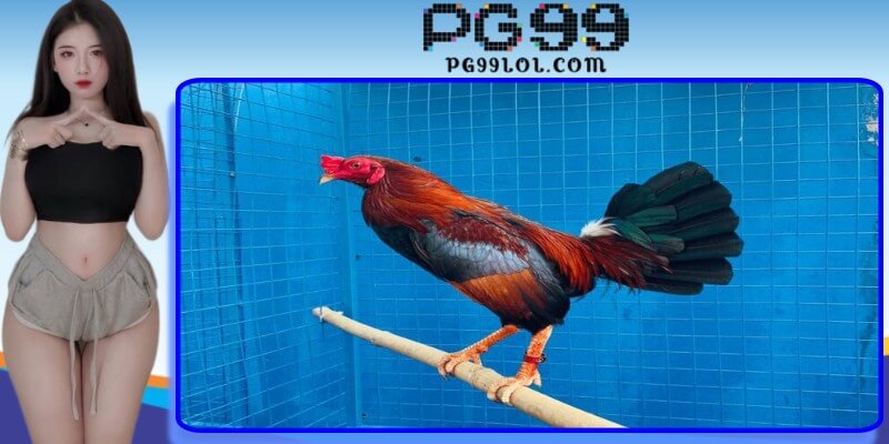 Cách nuôi gà có bo lớn với phương pháp tập luyện chuyên sâu