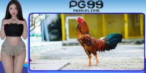 Giới thiệu qua thông tin về gà đá bo lớn