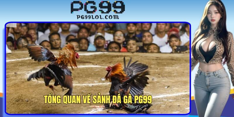 Khám phá sảnh đá gà PG99 hấp dẫn và kịch tính