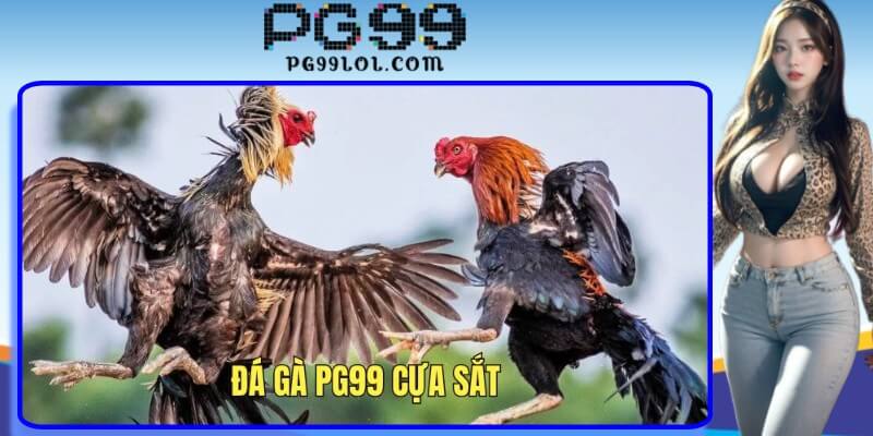 Mãn nhãn với trận đấu kịch tính từ đá gà cựa sắt mang lại