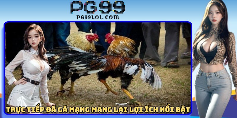 Trực tiếp đá gà mạng mang lại lợi ích nổi bật gì Trực tiếp đá gà mạng mang lại lợi ích nổi bật gì